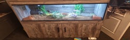 Tortoise reptiles for sale: 2 year old red footed tortoise and set up  - Advert 2