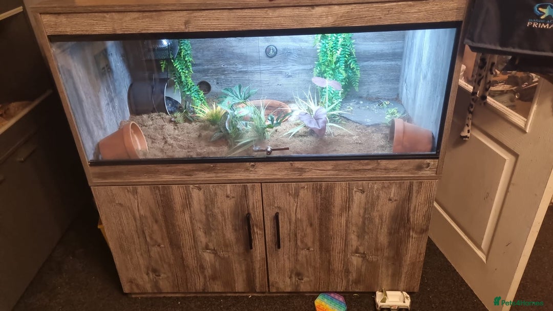 Tortoise reptiles for sale: 2 year old red footed tortoise and set up  - Advert 2