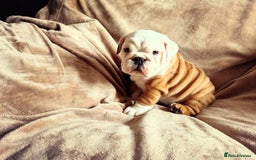English Bulldog dogs for sale: Quality Ruakuri British standard bulldog - Image 1