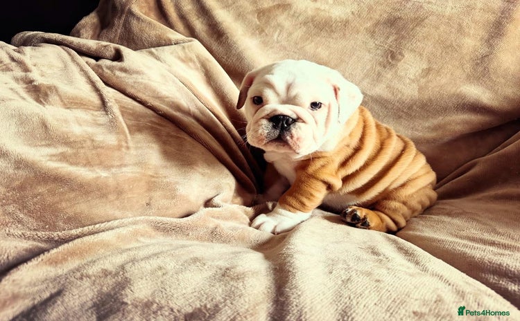 English Bulldog dogs - Advert 15