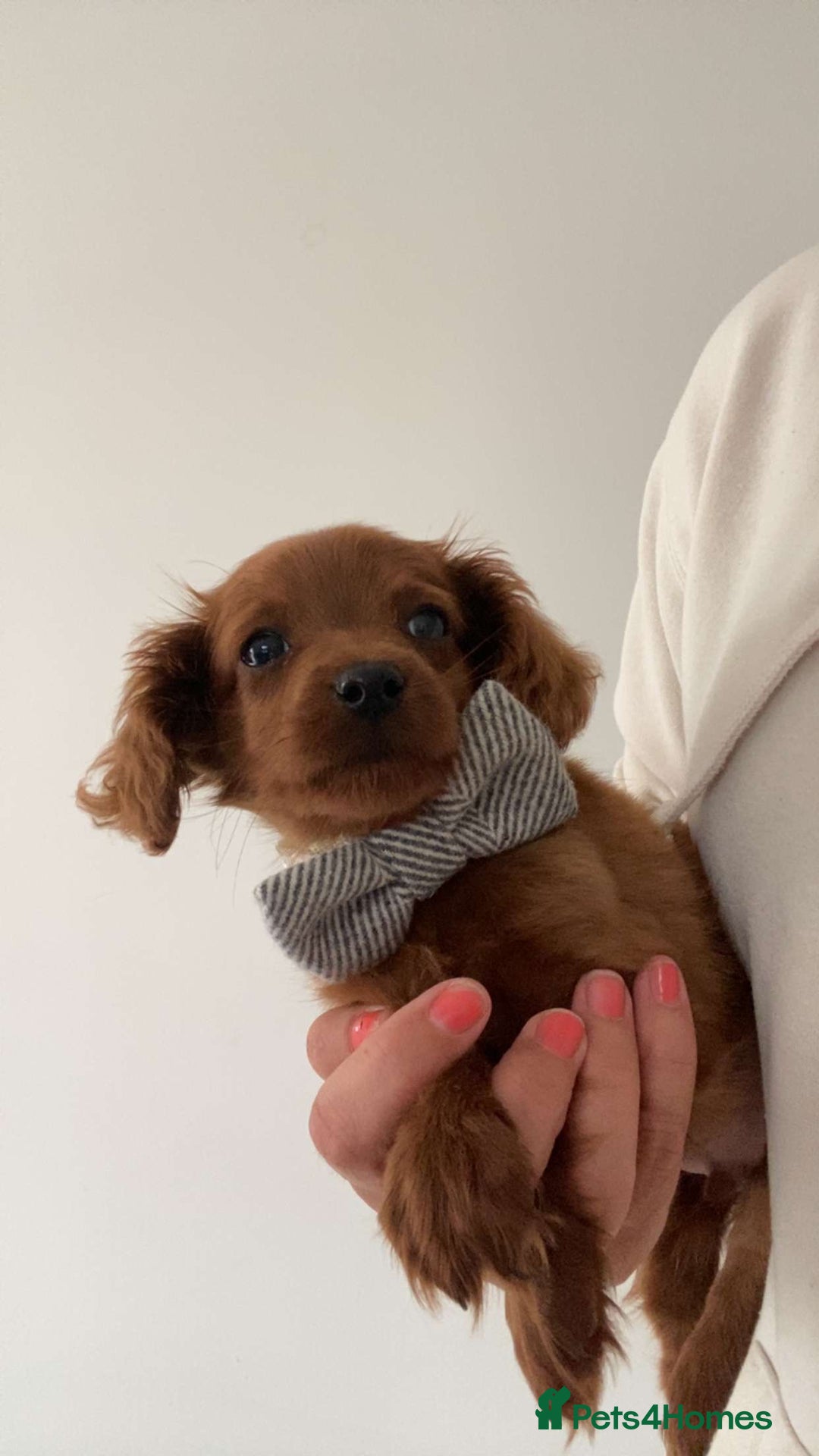 Cavapoo dogs for sale: STANLEY 🎀 - Image 9