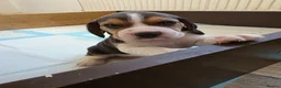 Beagle dogs for sale: Beautiful Beagle Puppies Looking For A Loving Home - Advert 23