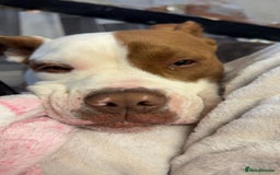 Mixed Breed dogs for sale: Reggie - Image 8