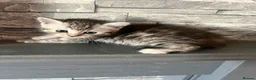 Maine Coon cats for sale: Maine coon x  - Advert 8