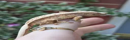 Gecko reptiles for sale: Crested geckos  - Advert 16