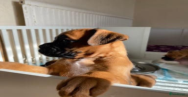 Boxer dogs - Advert 4