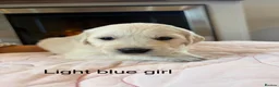 Golden Retriever dogs for sale:     Stunning KC Registered Golden Retriever Pups - Advert 13