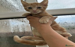 Maine Coon cats for sale: Maine coon xxx - Image 18