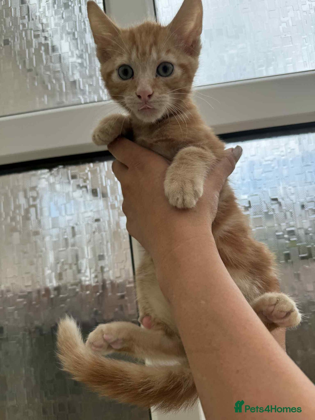 Maine Coon cats for sale: Maine coon xxx - Image 18
