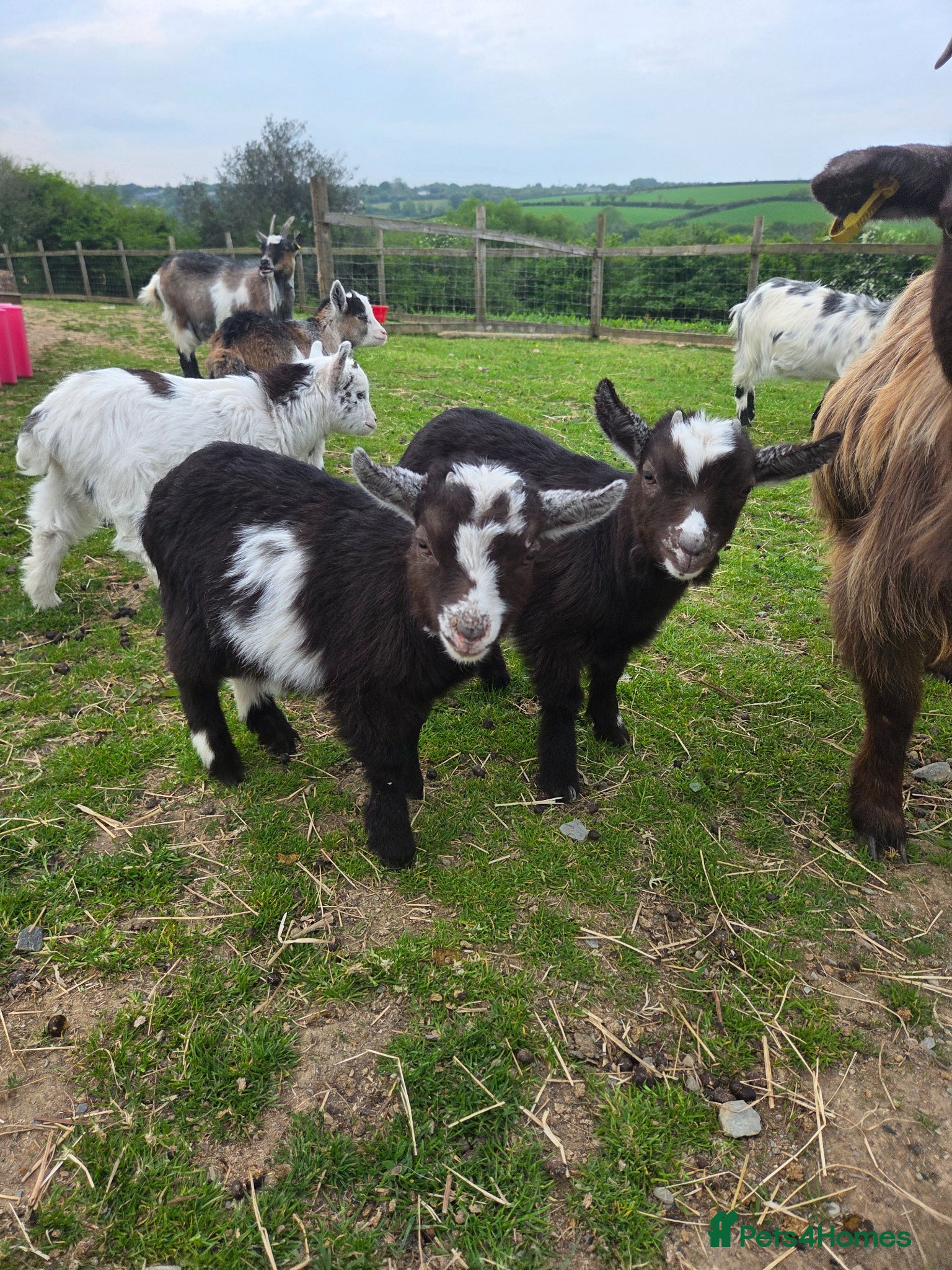 Goats livestock Pygmy kids - Advert 2