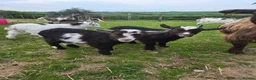 Goats livestock for sale: Pygmy kids - Advert 1