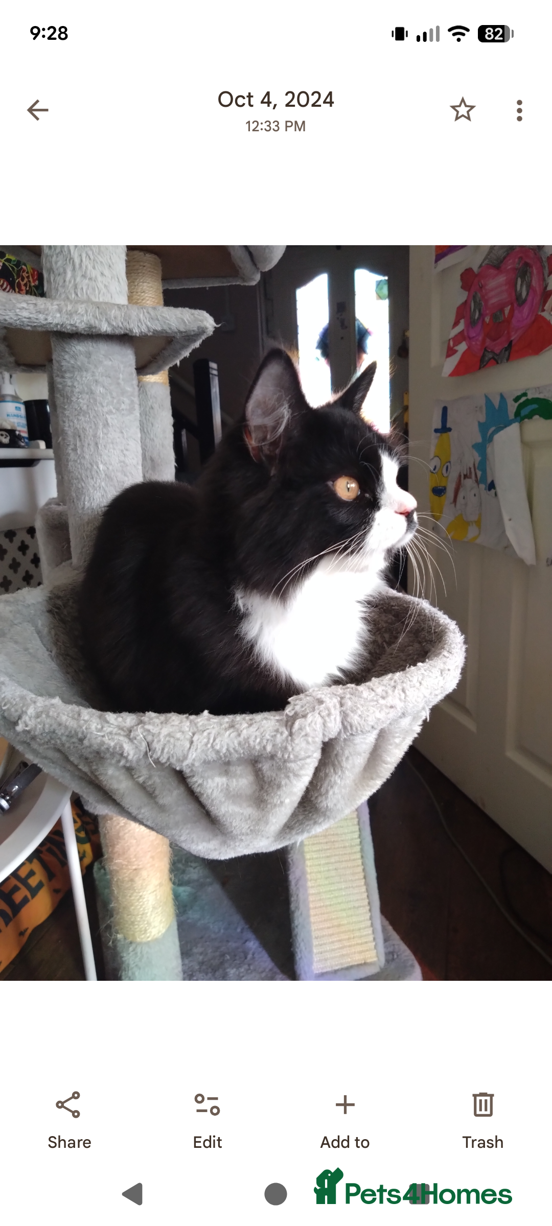 RagaMuffin cats Male ragamuffin cat for sale  - Advert 5