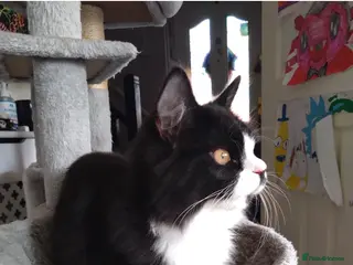 RagaMuffin cats Male ragamuffin cat for sale - Advert 5