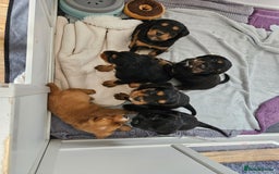 Cocker Spaniel dogs for sale: Working Cocker Spaniel Puppies  - Image 23