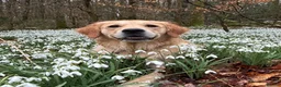 Golden Retriever dogs for sale: Beautiful KC Golden Retrievers  - Advert 4