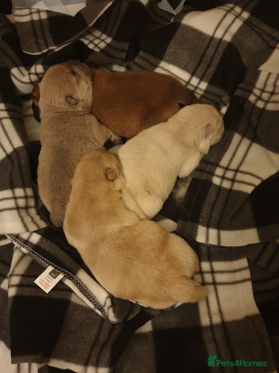 Chow Chow dogs for stud: outstanding chow chow stud in Wednesbury - Image 11