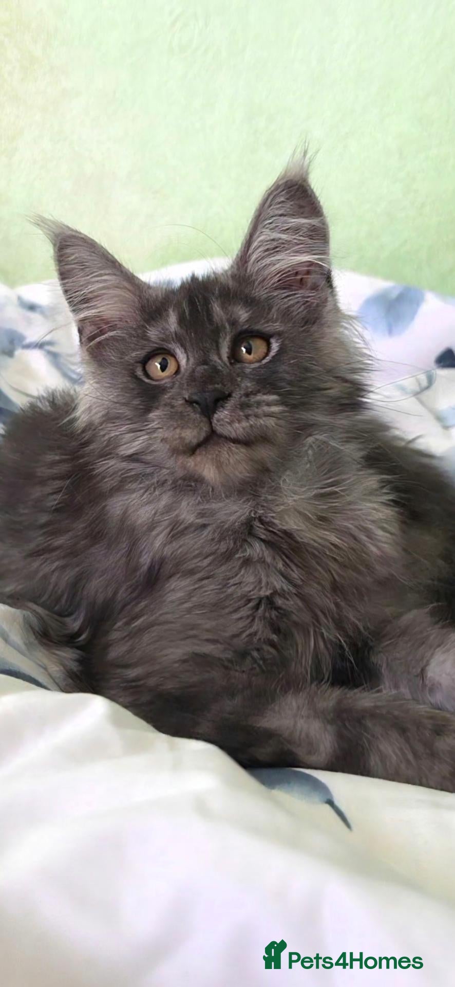 Maine Coon cats for sale: GCCF – Maine Coon kittens - Advert 1