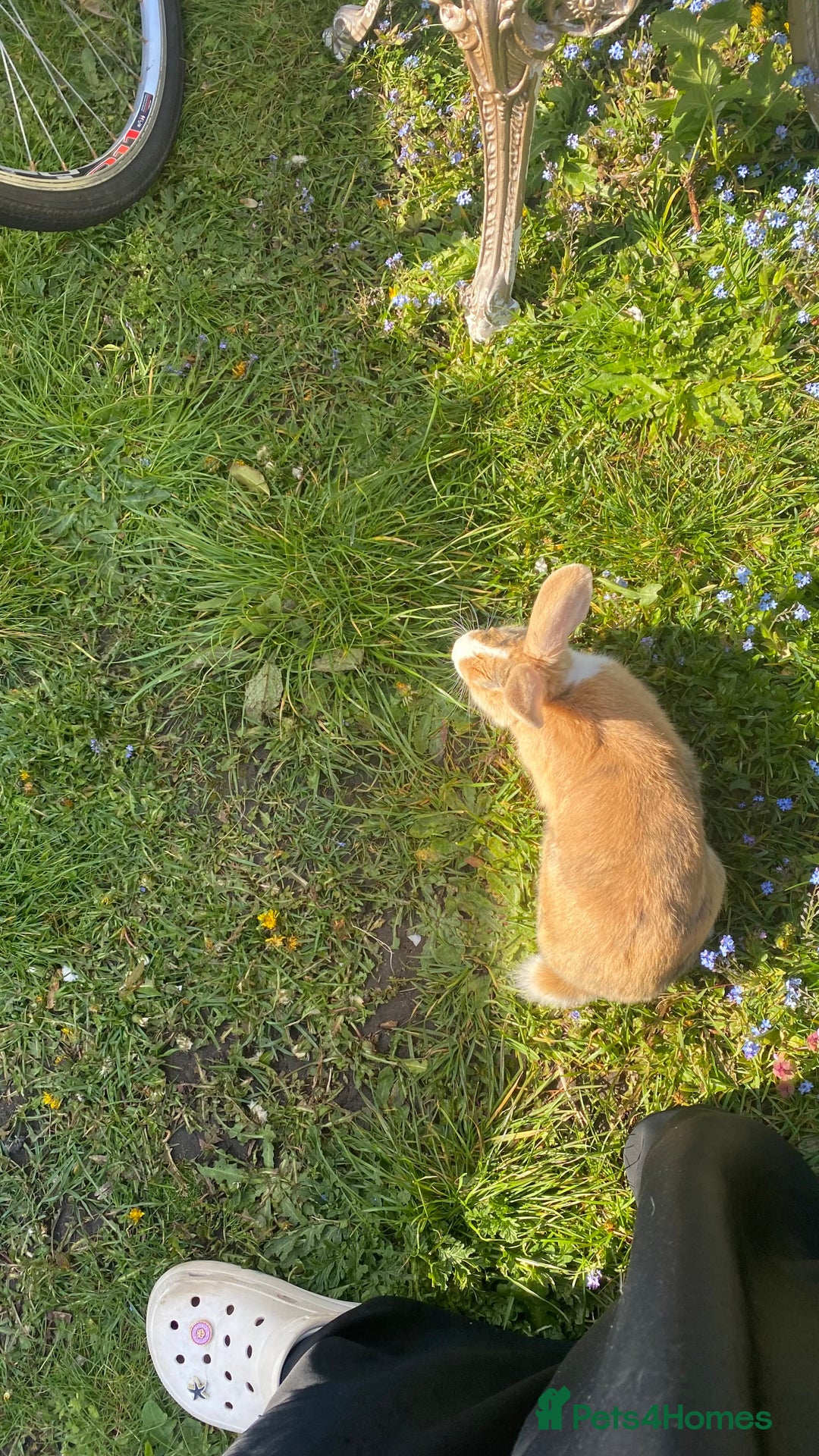 English Lop rabbits for sale: English lop for sale in Egham - Advert 6