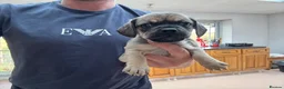 Mixed Breed dogs for sale: Stunning pug x dachshund  in Liskeard - Advert 18