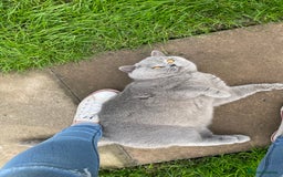 British Shorthair cats for stud: 🏆 BLUE STUD TiCA GCCF  CARRYING CHOCOLATE  in Derby - Image 6