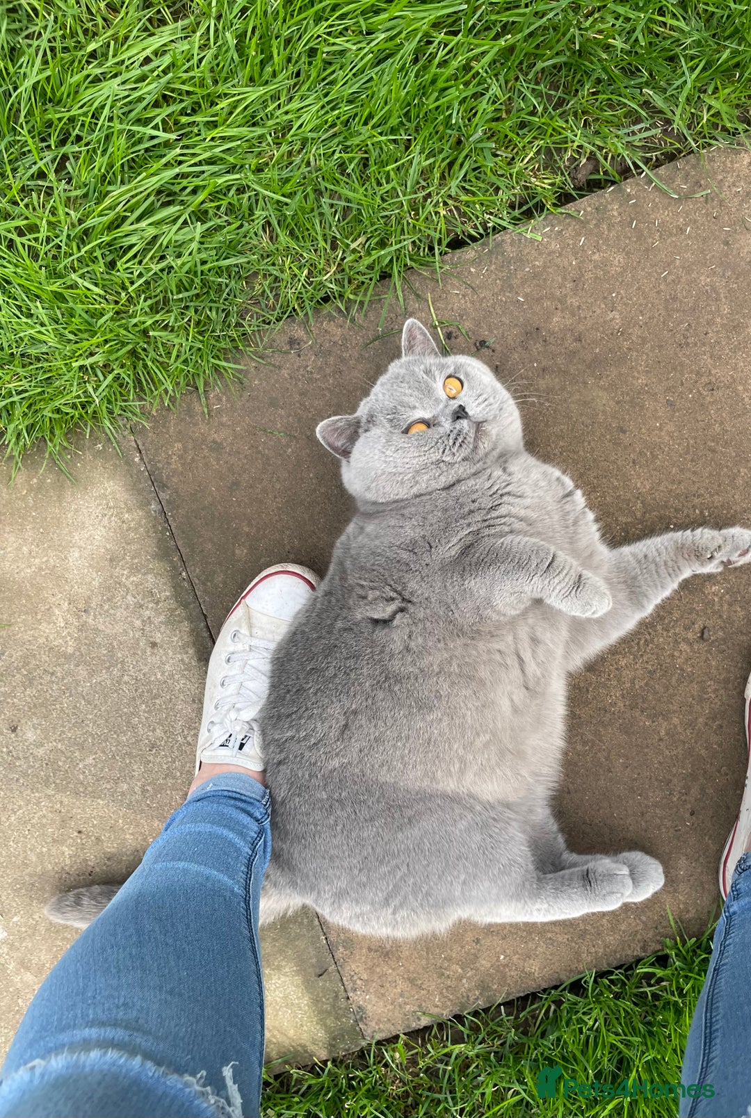 British Shorthair cats for stud: 🏆 BLUE STUD TiCA GCCF  CARRYING CHOCOLATE  in Derby - Image 6