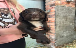 Sprocker dogs for sale: Beautiful F1 Sprockers - Image 6
