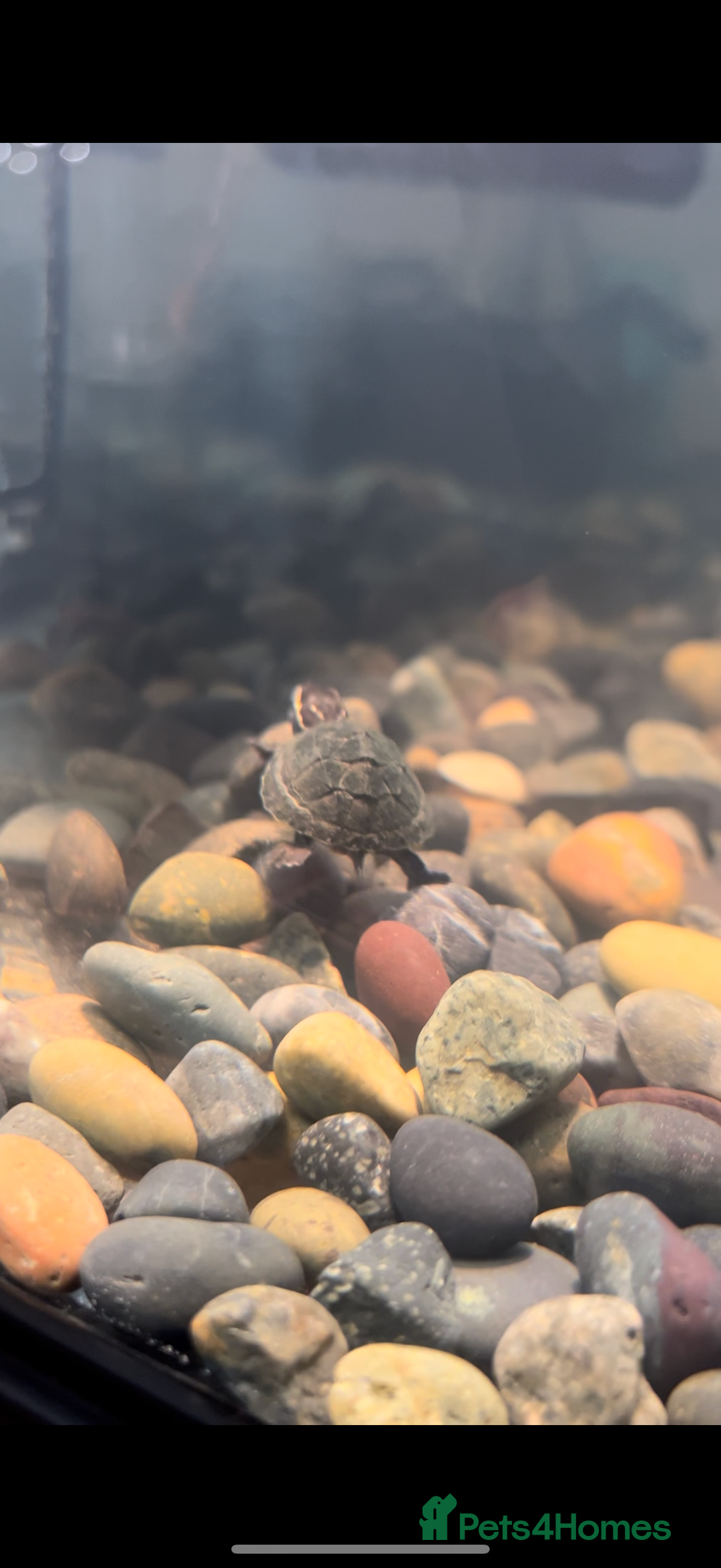 Turtle reptiles for sale: Musk turtle - Image 3