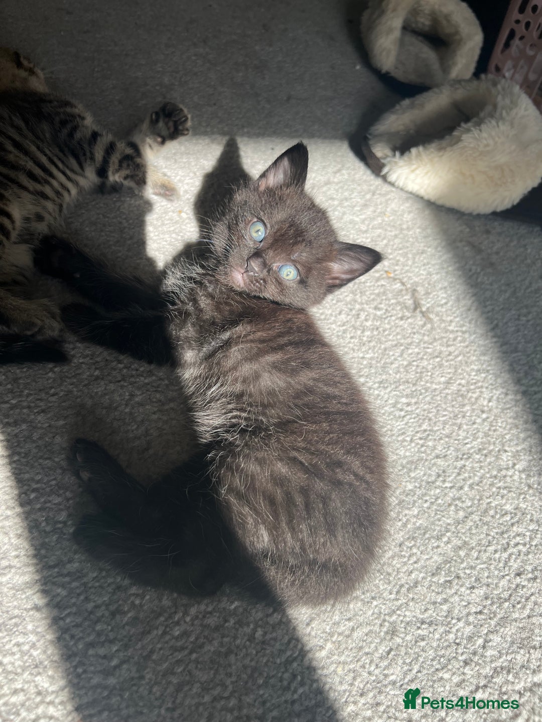 British Shorthair cats for sale: 🐾✨British Shorthair × Silver Tabby Kittens✨🐾 - Image 12