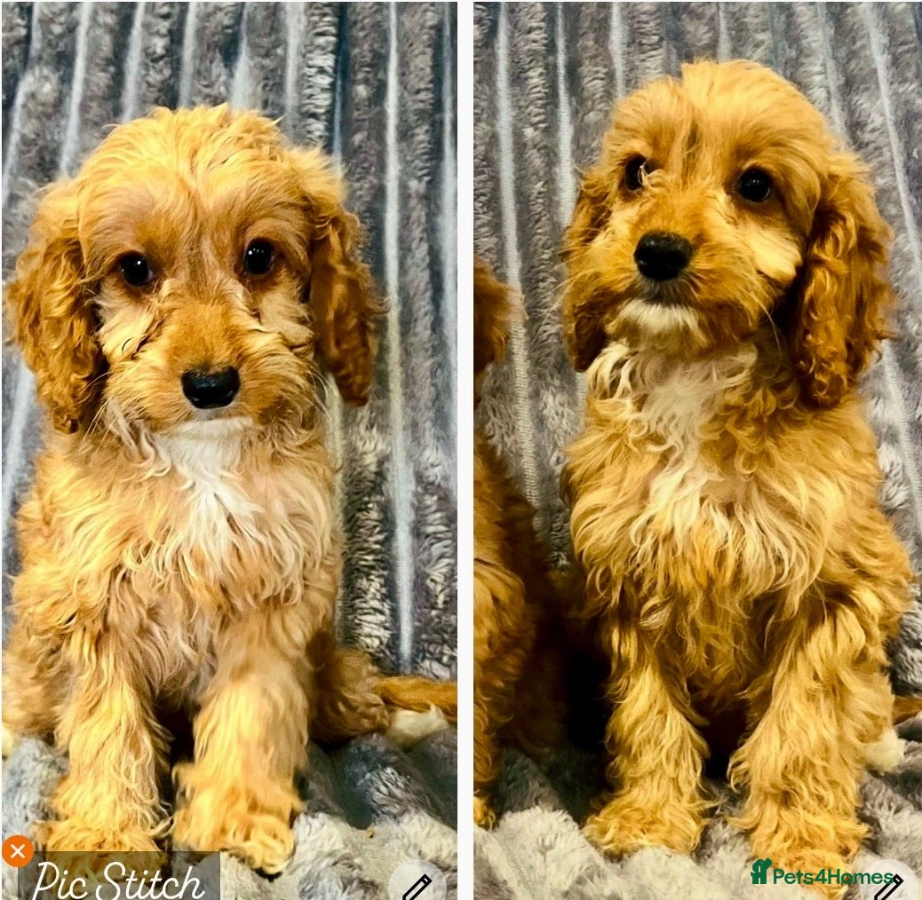 Cockapoo dogs for sale: F1 cockapoo girls one  left READY TO LEAVE 🐶!!!!! - Advert 1