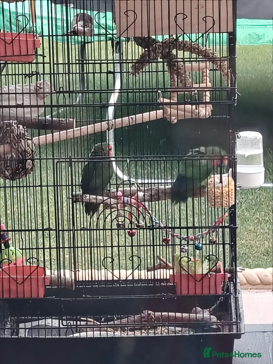 Lovebirds birds for sale: Lovebirds  - Advert 4