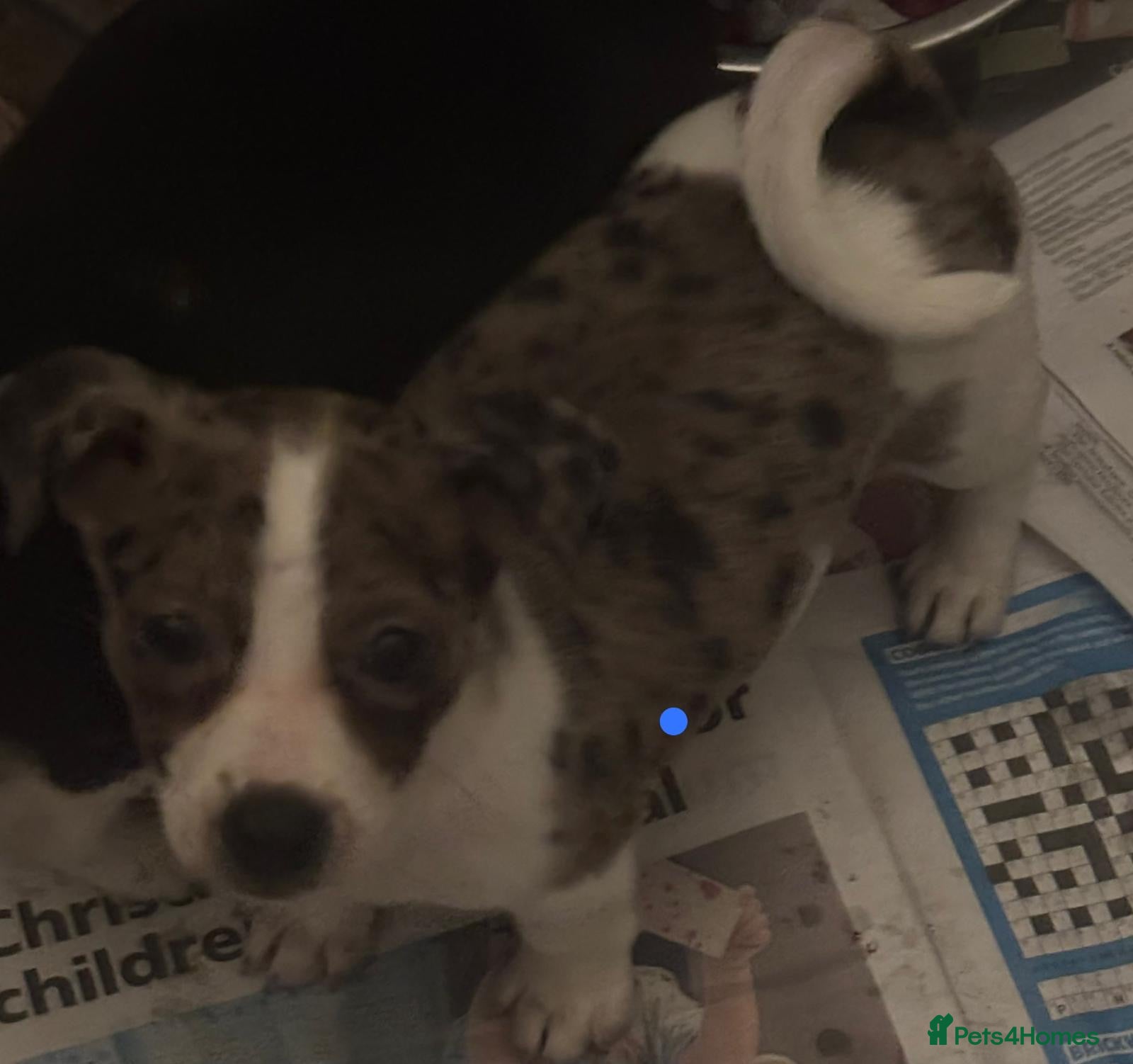 Jack Russell dogs Jack Russel pups  - Advert 1