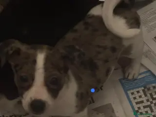 Jack Russell dogs Jack Russel pups - Advert 1