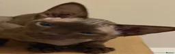 Devon Rex cats for sale: Ready now- GCCF Chocolate Devon Rex girl  - Advert 7