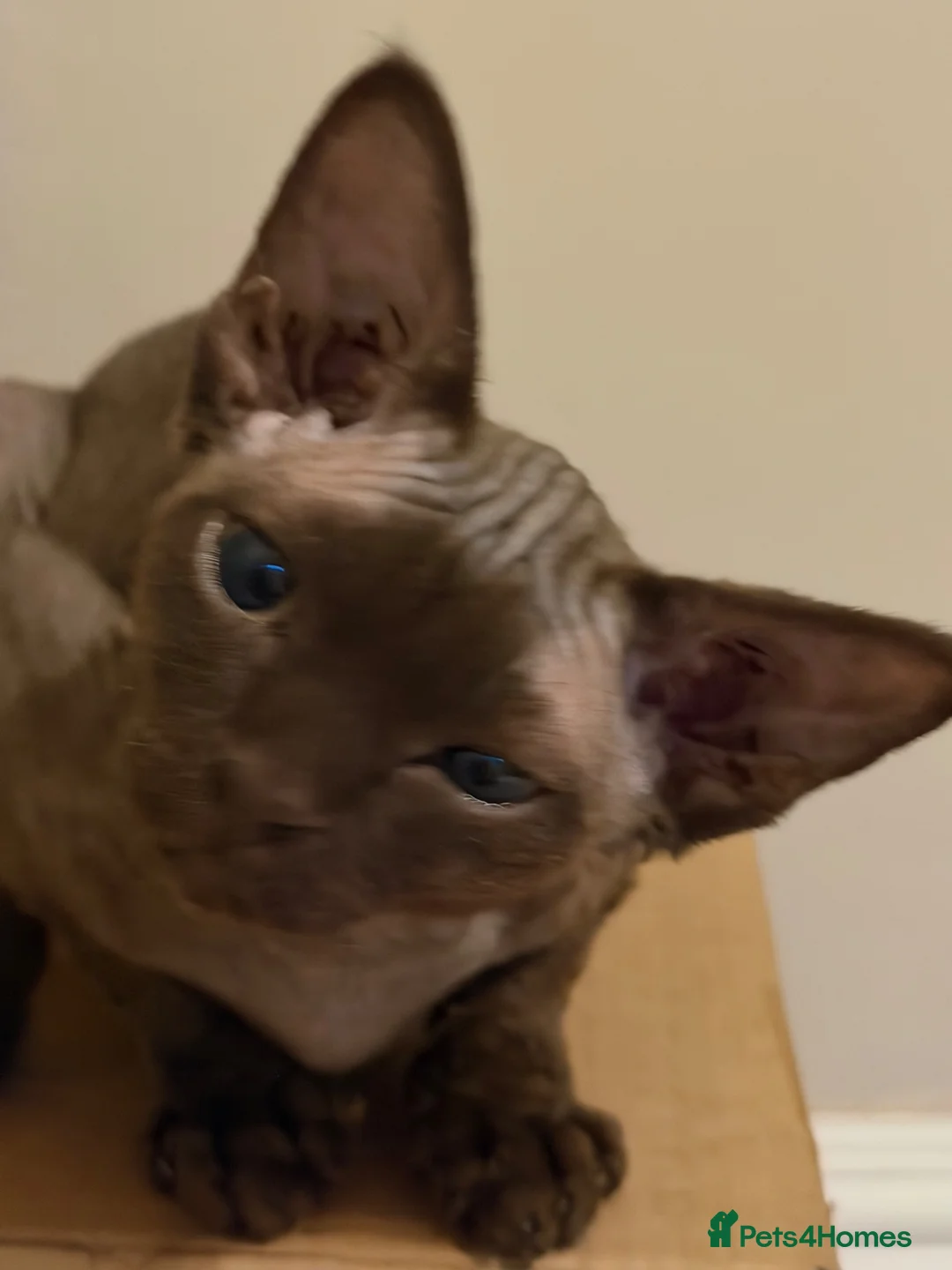 Devon Rex cats for sale: Ready now- GCCF Chocolate Devon Rex girl  - Advert 7