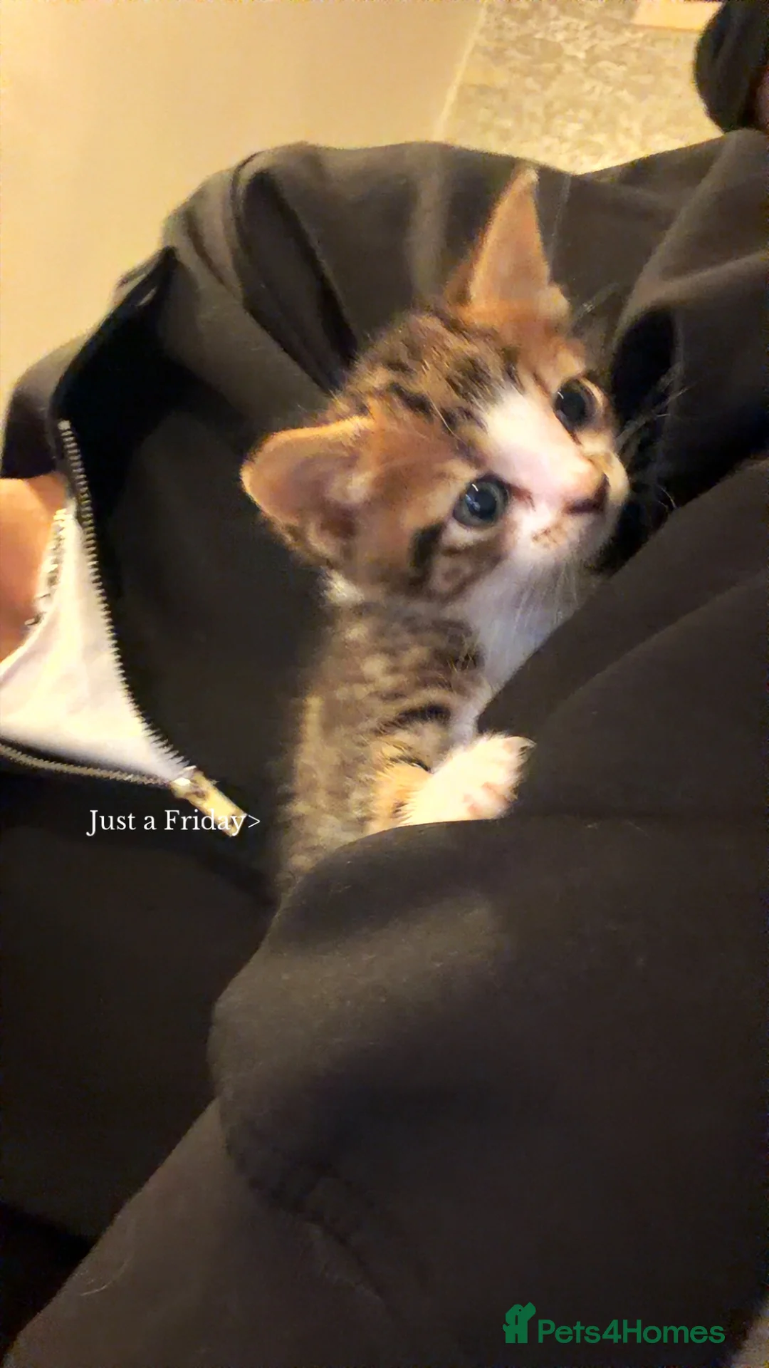 Mixed Breed cats for sale: Tabby n mixed breed kitten - Advert 5