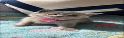 British Shorthair cats for sale: British shorthair pedigree kittens - Advert 7
