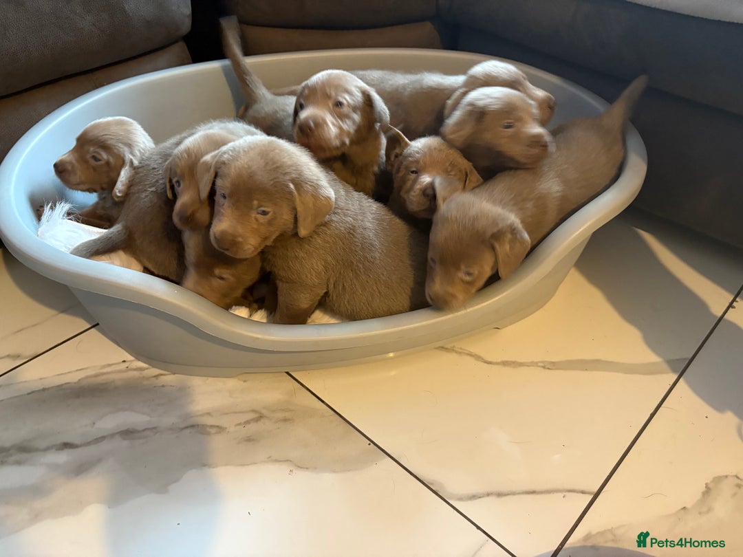 Labrador Retriever dogs for sale: Silver Labrador retriever puppies - Advert 24