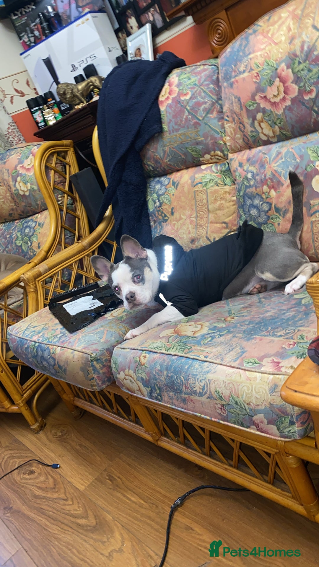 Mixed Breed dogs for sale: Lottie - Advert 6