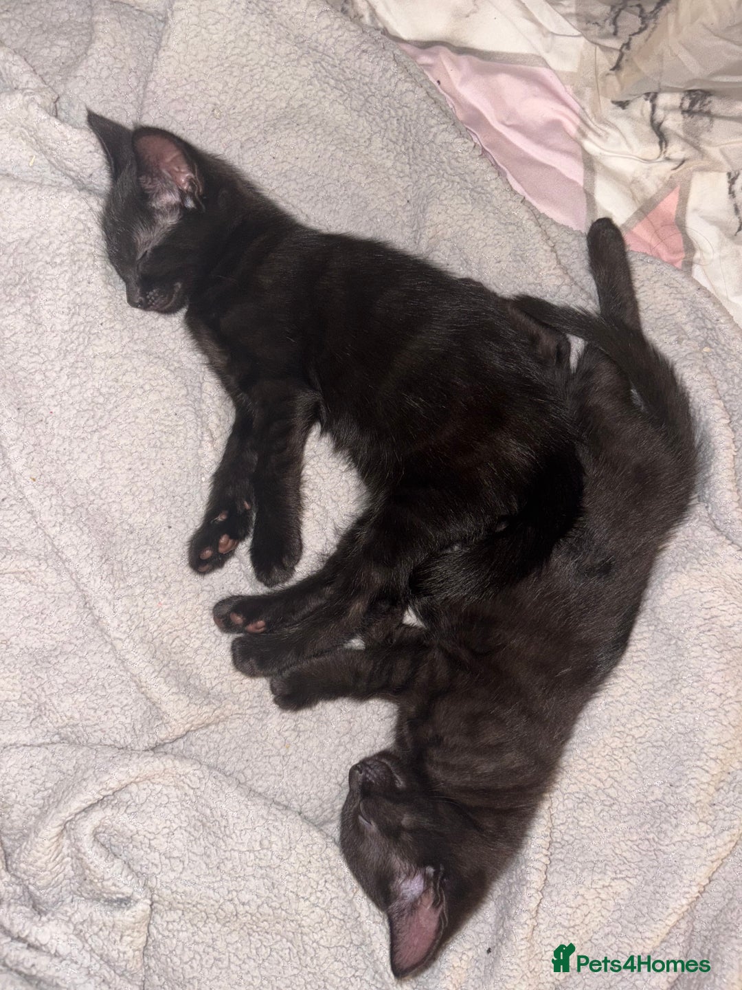 Mixed Breed cats for sale: girl kitten ready to go  - Advert 14