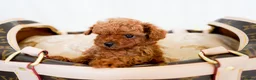 Poodle dogs for sale: Gorgeous Asian Toy Poodles in Sunderland - Advert 3