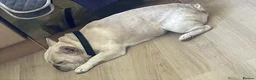 French Bulldog dogs for sale: 4 year-old pedigree French bulldog - Advert 5