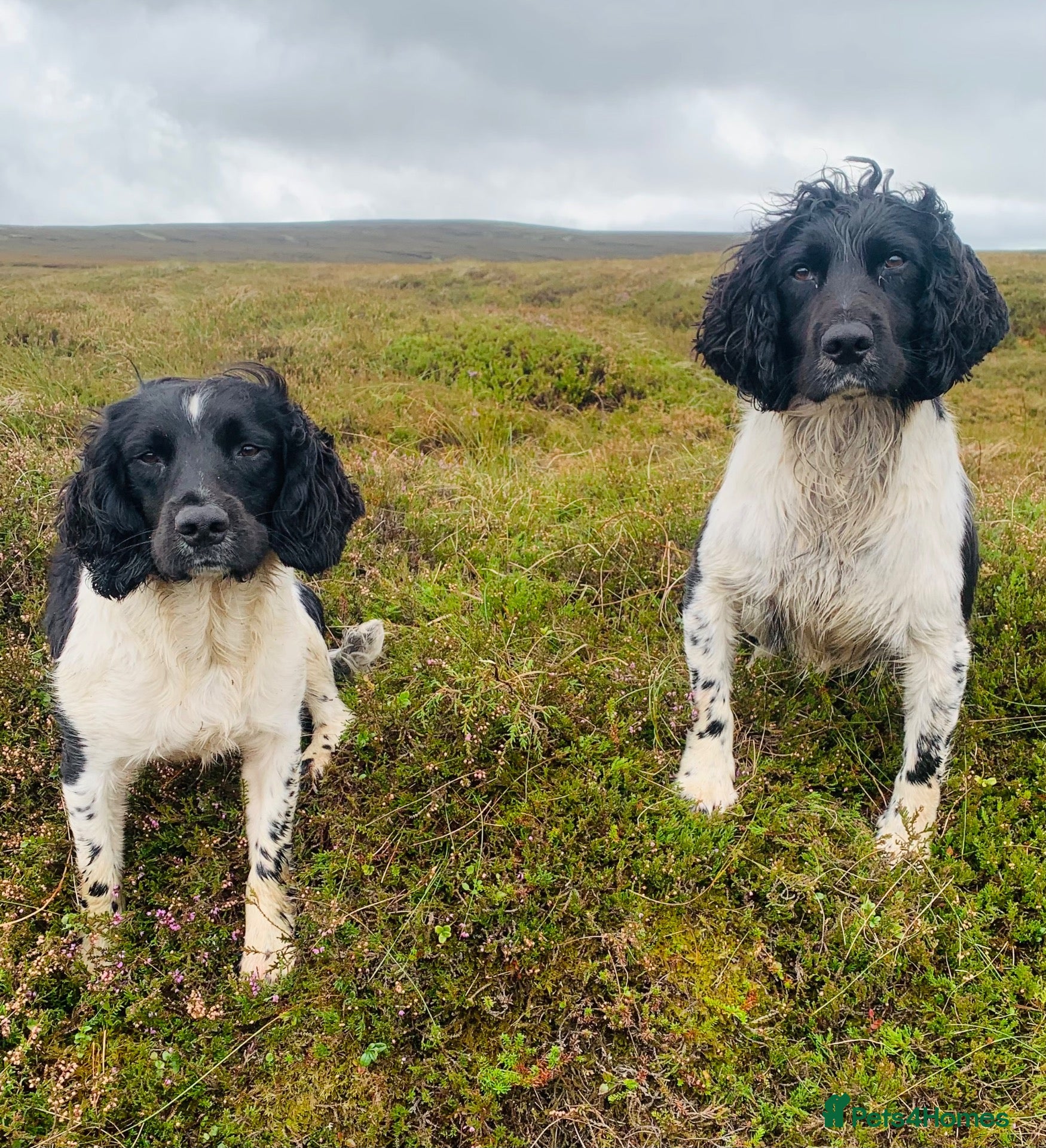 English Springer Spaniel dogs HEALTH TESTED FTCH bred springers for stud - Advert 20