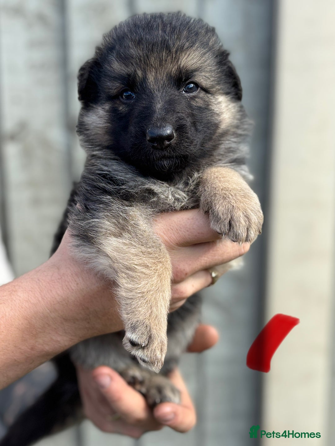 German Shepherd dogs for sale: German shepherd pups  - Image 13