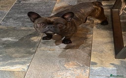 Miniature Dachshund dogs for sale: Rehoming - Mini dachshund (3) & French Bulldog (8) - Image 15