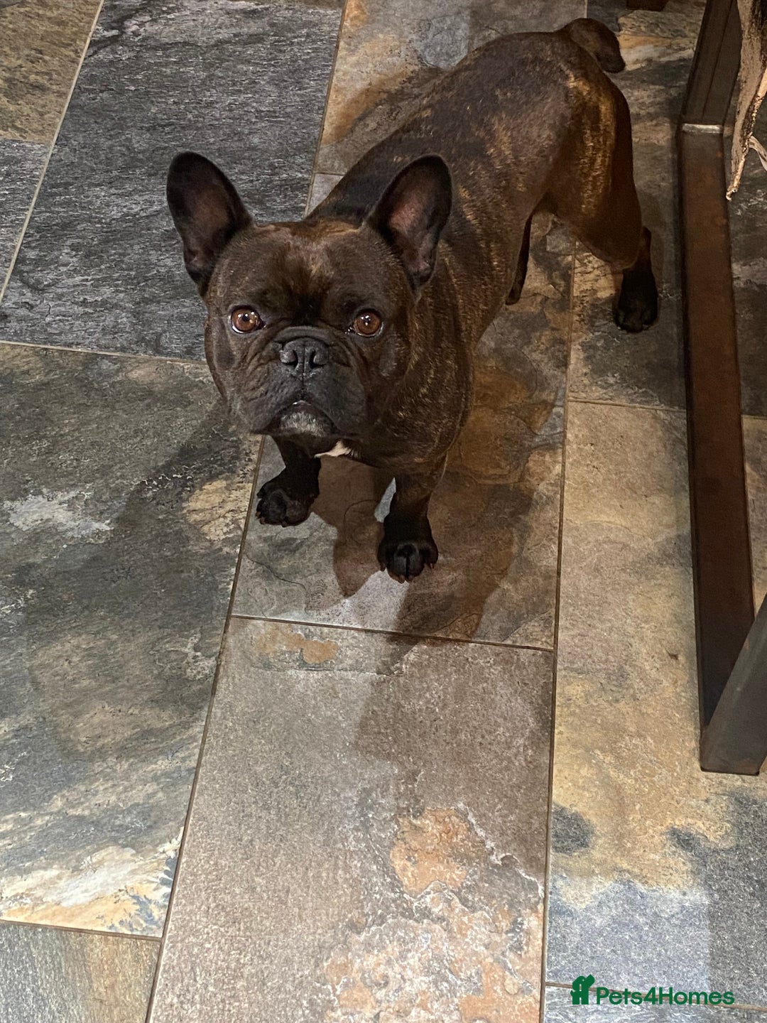 Miniature Dachshund dogs for sale: Rehoming - Mini dachshund (3) & French Bulldog (8) - Image 15