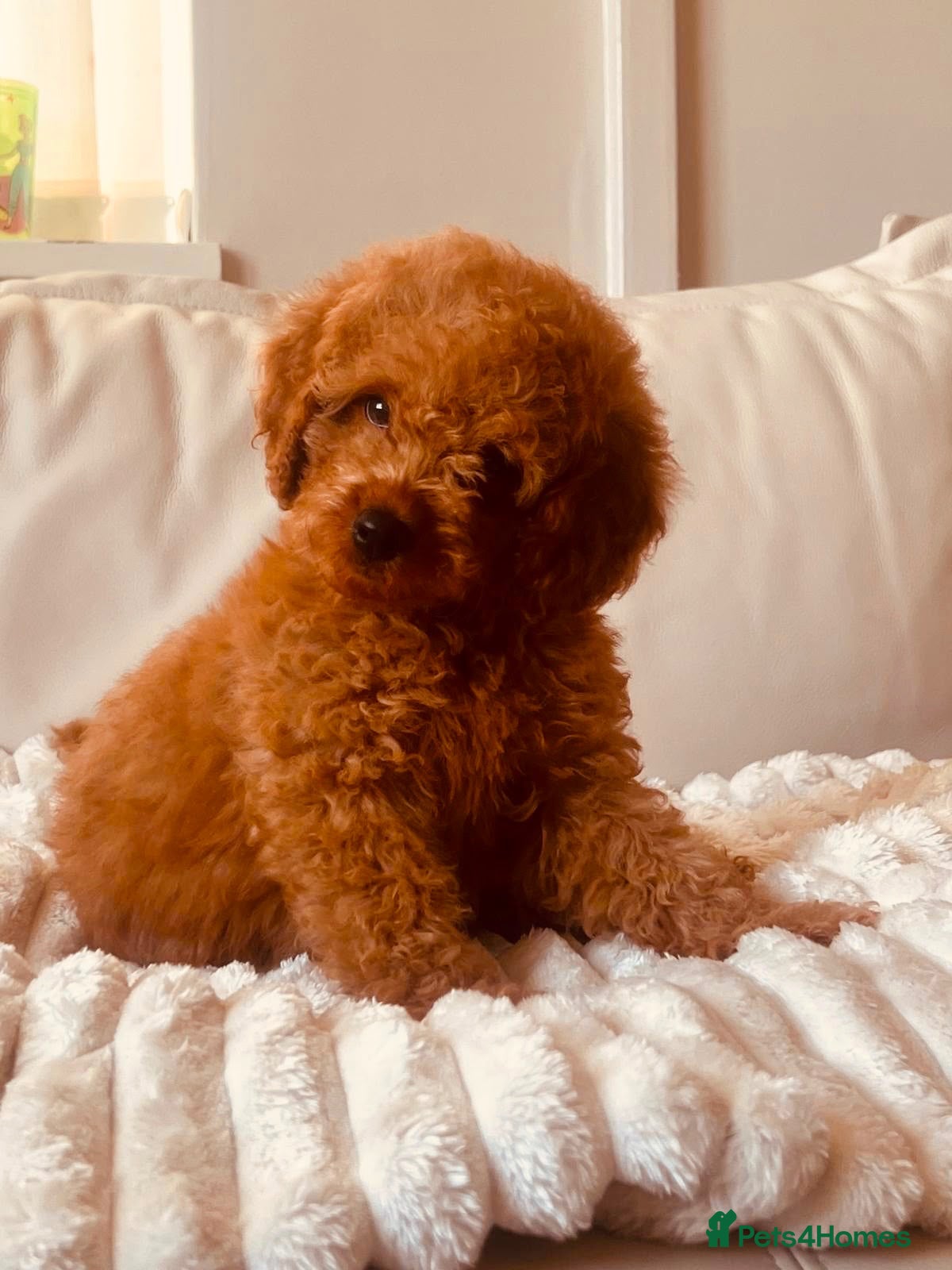 Cavapoo dogs Fully vaccinated deep red curly toy Cavapoos 🐾 - Advert 1