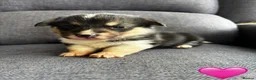 Welsh Corgi Pembroke dogs for sale: KC Registered Pembroke Welsh Corgi Puppies in Salisbury - Advert 6
