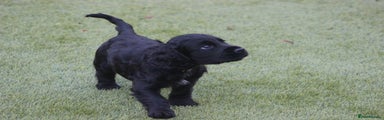 Cocker Spaniel Puppy (Blue)