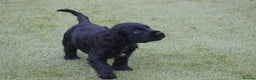 Cocker Spaniel dogs for sale: Cocker Spaniels - 2 Males Available from 18th Dec - Advert 3