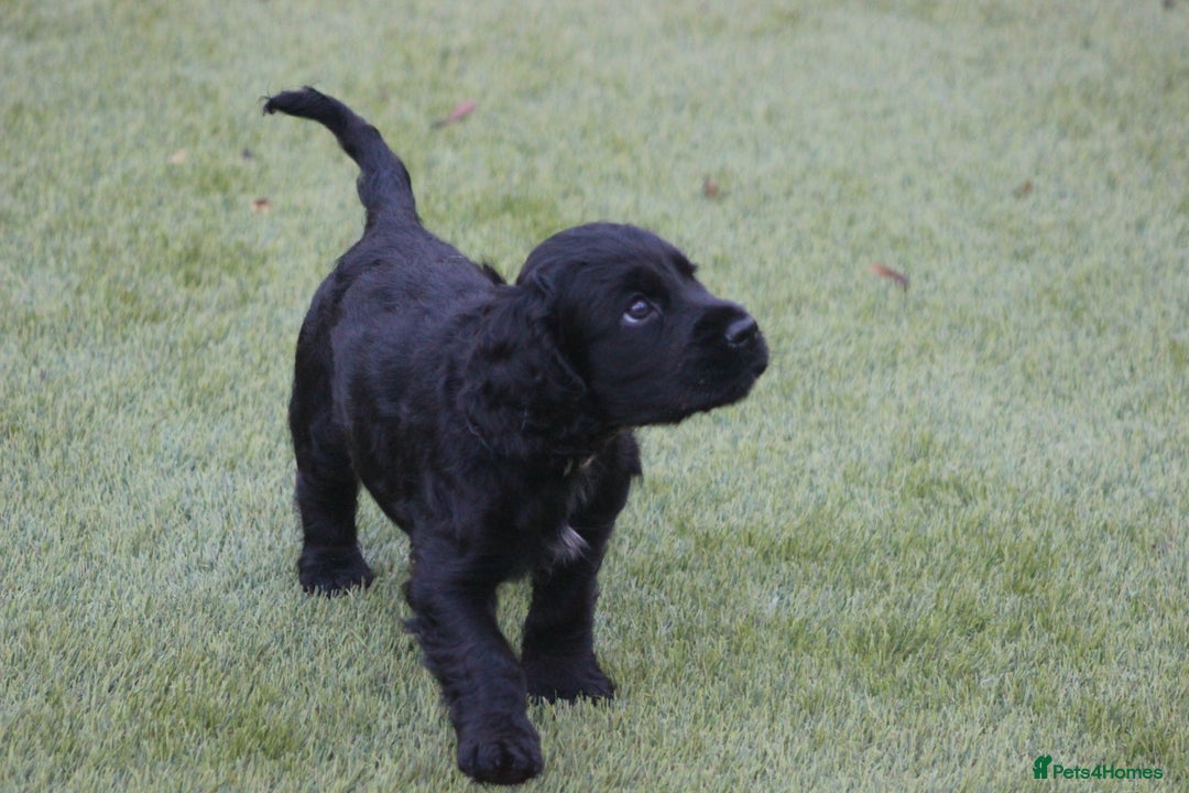 Cocker Spaniel dogs for sale: Cocker Spaniels - 2 Males Available from 18th Dec - Advert 3